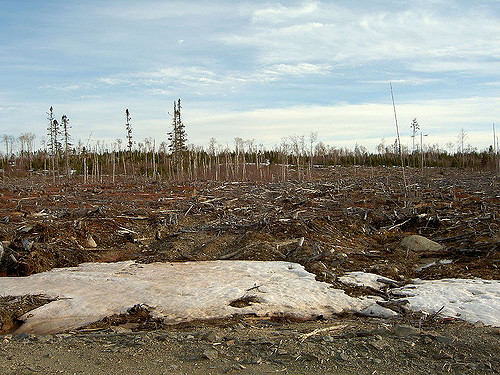 Clear-cut in the boreal forest